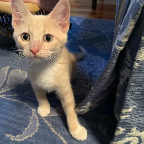 Meet your Posher, Puppyelove - Picture 4 of 5